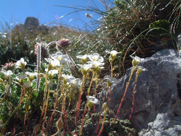 Saxifraga caesia / Sassifraga verdeazzurra